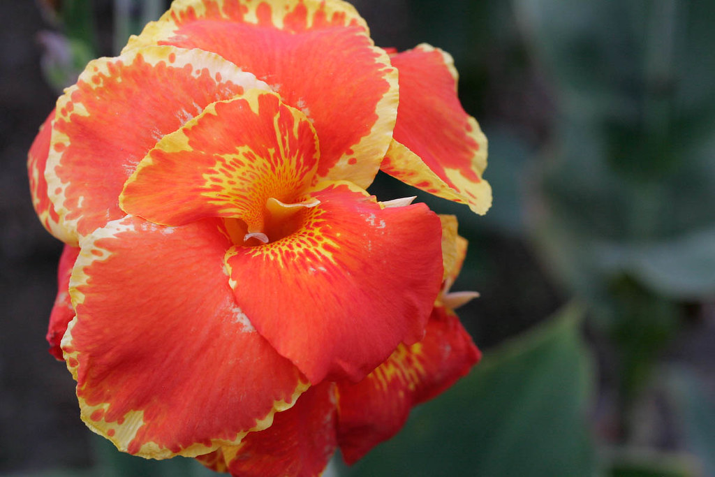 Mount Arenal volcano trek - A Flower by Mount Arenal
