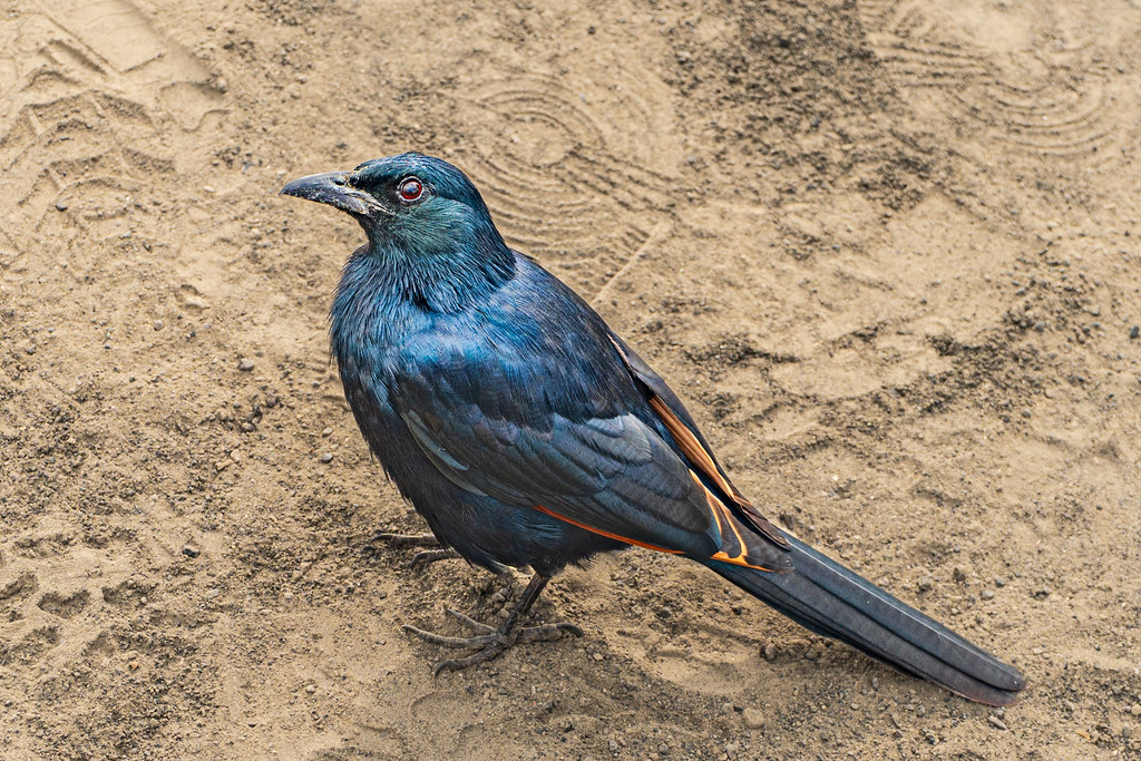 Mount Longonot Volcano Trekking Guide: Hiking Kenya’s Great Rift Valley Stratovolcano