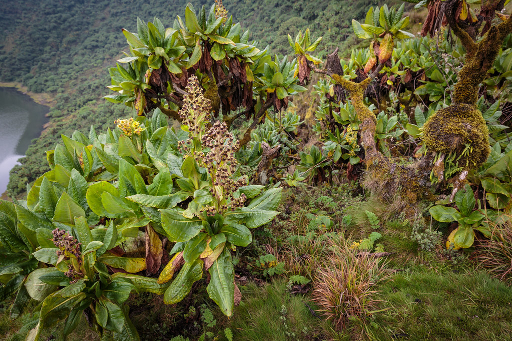 Mount Bisoke Volcano Trekking Guide: Hiking to Rwanda’s Stunning Crater Lake Summit
