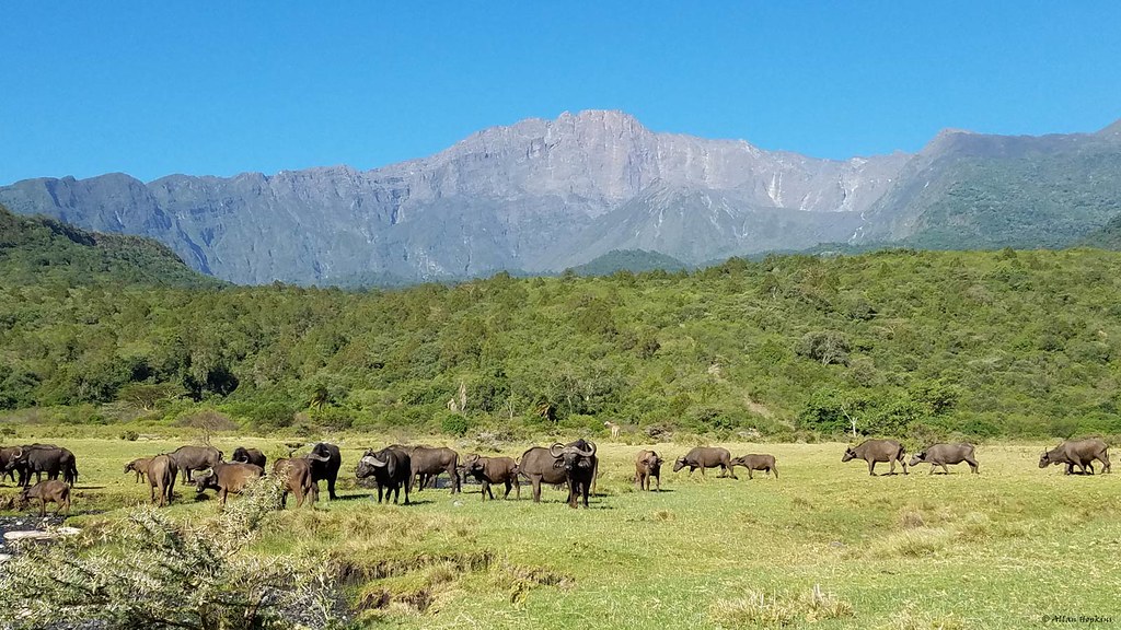 Mount Meru volcano trek - African Buffalo on the slopes of Mount Meru