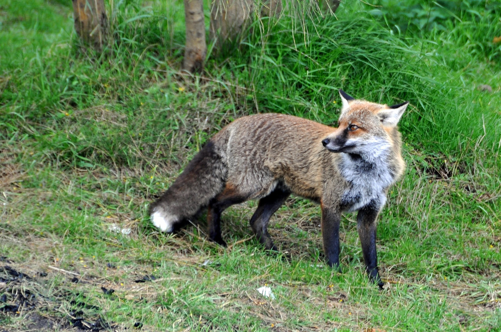 Mount Etna volcano trek - Italy-2750 - Mount Etna Fox