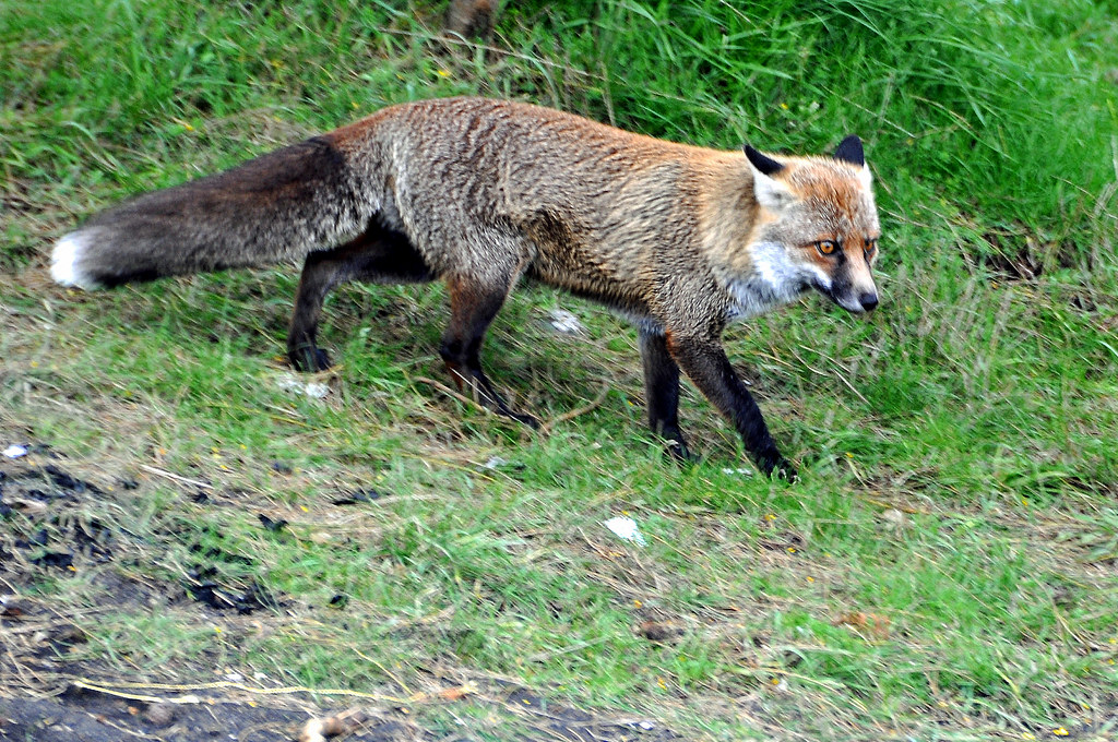 Mount Etna - Winter Trek volcano trek - Italy-2747 - Mount Etna Fox