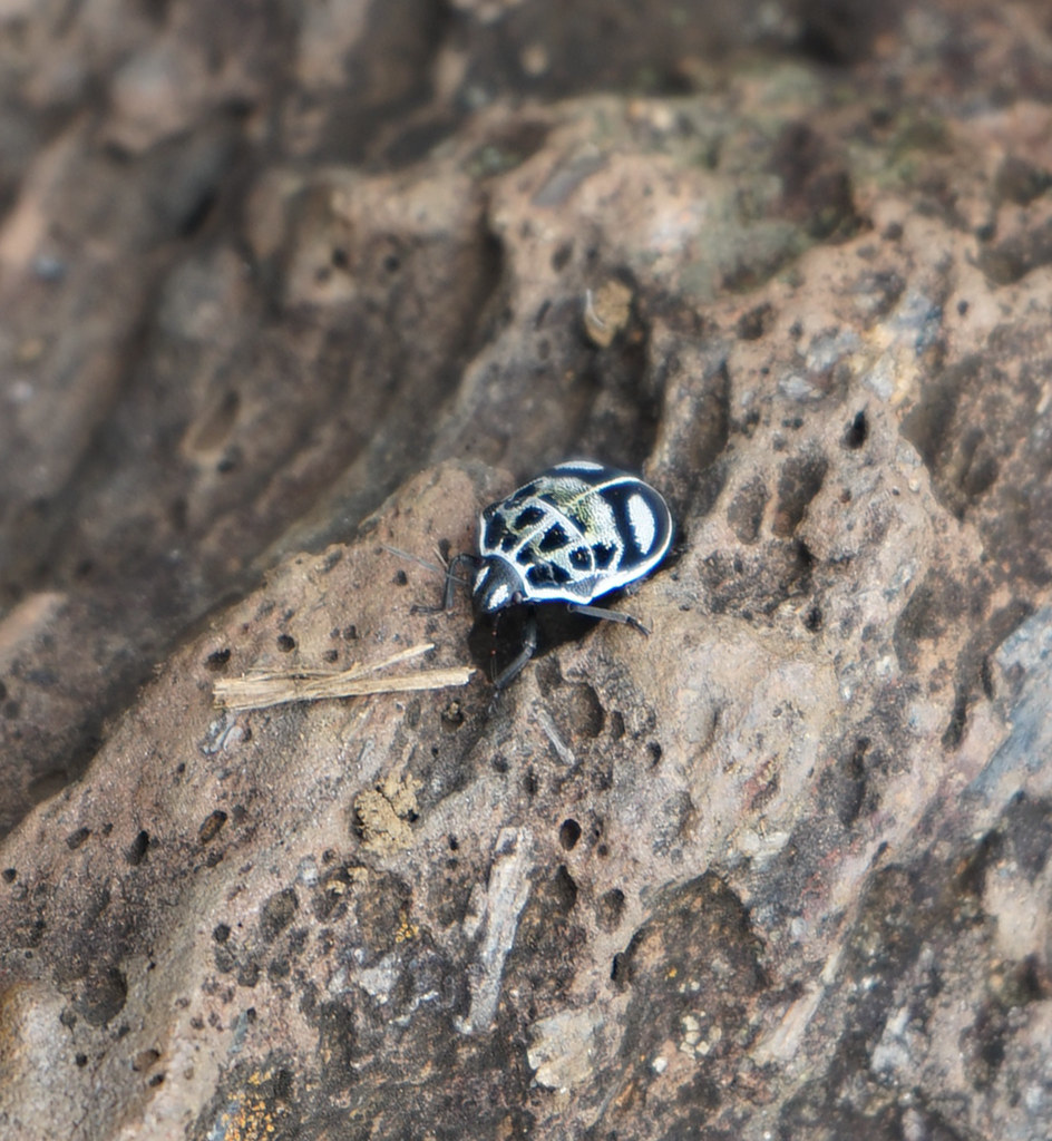 Mount Suswa volcano trek - Mount Suswa, Kenya